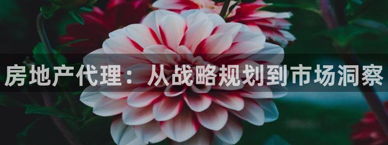 风暴娱乐登录网址：房地产代理：从战略规划到市场洞察