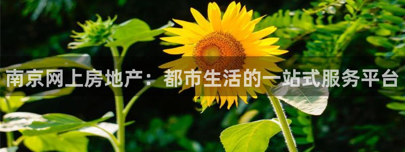 风暴娱乐代理登录：南京网上房地产：都市生活的一站式服务平台