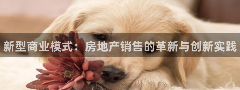 风暴娱乐套路：新型商业模式：房地产销售的革新与创新实践