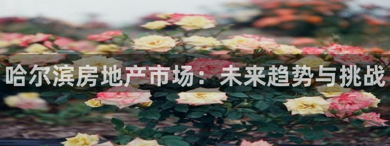 风暴娱乐主管是谁：哈尔滨房地产市场：未来趋势与挑战